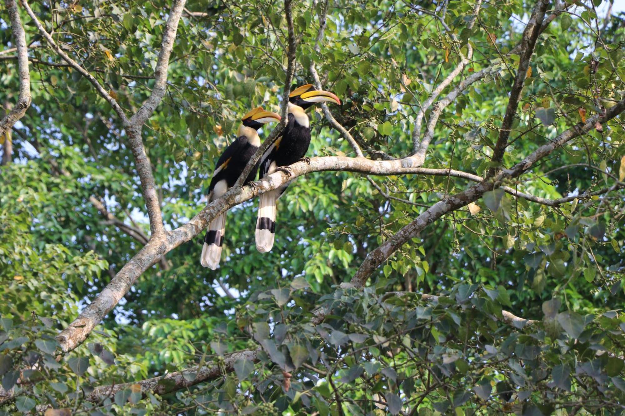 Royale De' Casa Resort Kaziranga Exterior photo