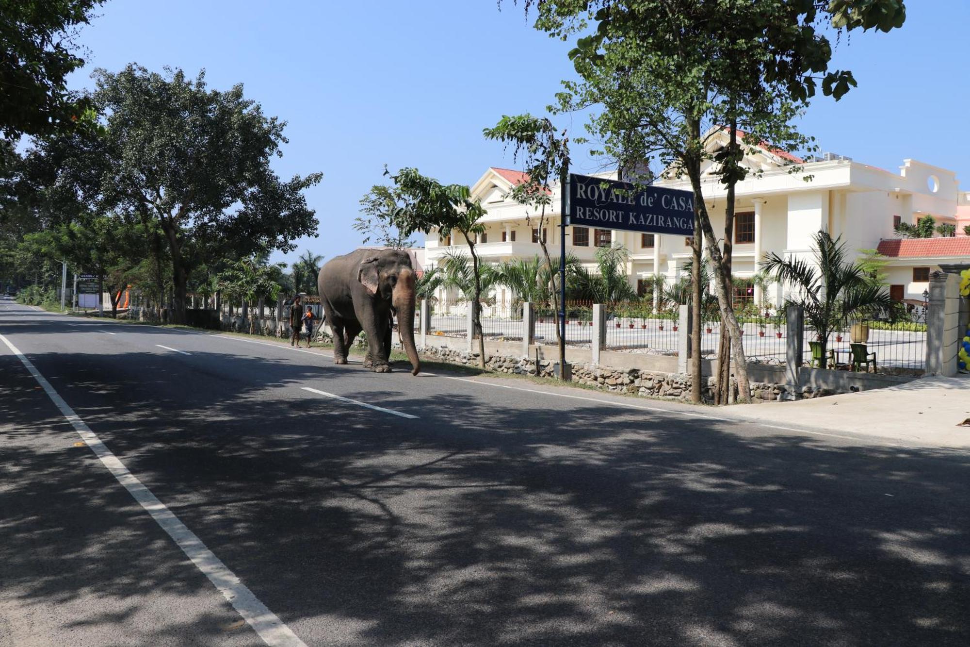Royale De' Casa Resort Kaziranga Exterior photo